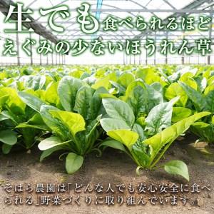 ふるさと納税 p8-102志布志湾ほうれん草(200g×5袋 合計1kg) 鹿児島県志布志市