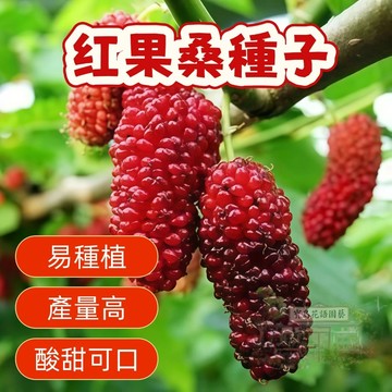⛅️現貨【桑葚種子】红果桑葚種子易種植 酸甜可口 營養豐富 水果種子 盆栽果樹 庭院花園種植 四季播種