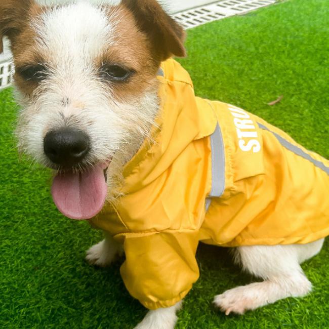 犬 レインコート 犬 服 ミツバチ 春夏秋冬 リード穴あり 軽量 裏付け