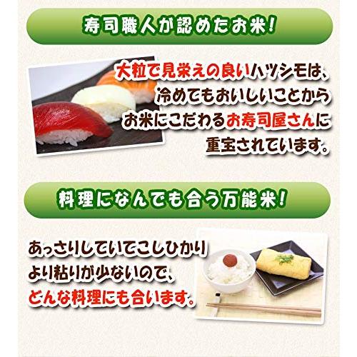 岐阜県産 ハツシモ 玄米 分づき精米無料 令和4年産 (玄米のまま, 10kg)