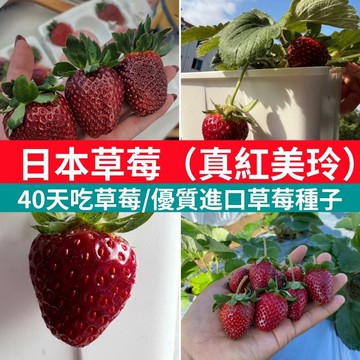 🍓台灣現貨 真紅美玲草莓種子 四季開花結果 家庭盆栽 陽台種植 果樹苗 水果種子 香甜品種 贈送種植教學 室內外可種