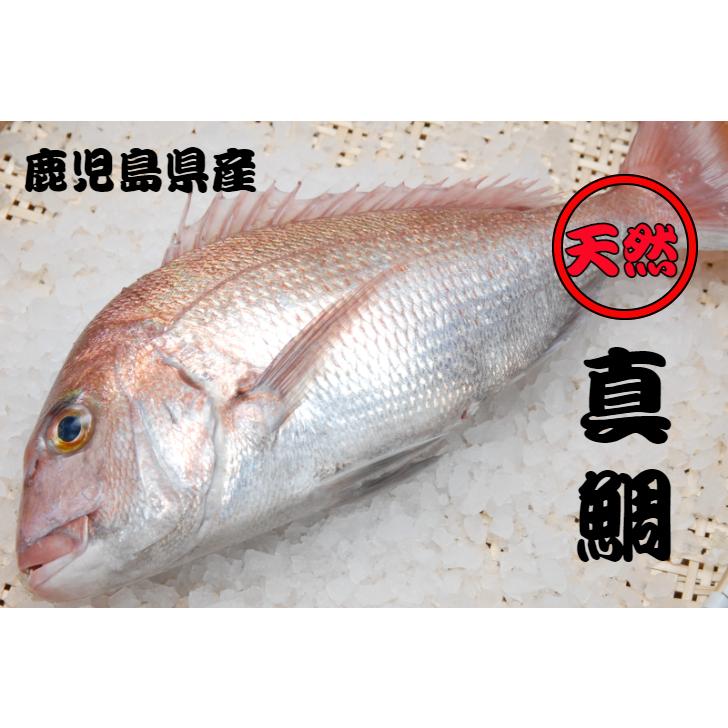 真鯛　天然　1尾　Mサイズ(1.5kg〜1.9kg）