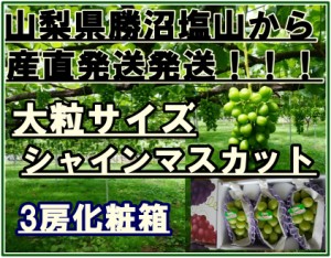 [最短順次発送]  シャインマスカット ３房 山梨県 JA甲州市 勝沼 夏ギフト 夏ギフト お中元 御中元