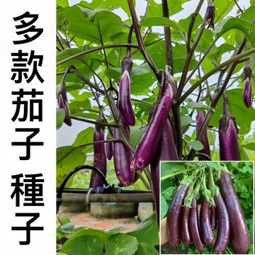 現貨現發  限時福利反饋 【茄子種子】（500粒）四季 蔬菜種子 四季易種易活 新手田園庭院蔬菜 發芽率95%