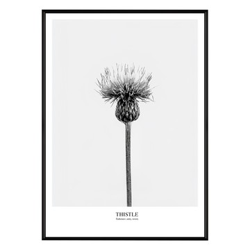 堅忍 薊草  42 x 59.4cm  黑色