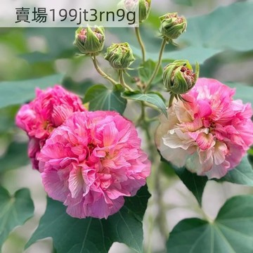 🌺【芙蓉花種子】（250粒）四季種植 多年生木芙蓉新種 霜降花木蓮 拒霜花地芙蓉 春播秋播花卉種子 庭院盆栽種子