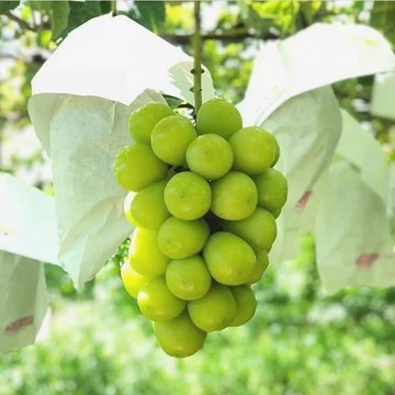 山梨縣麝香葡萄