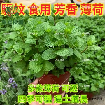 台灣現貨 可食用薄荷種子 香草植物 盆栽 室內陽台  泡茶 料理 驅蟲 香料 新手好種