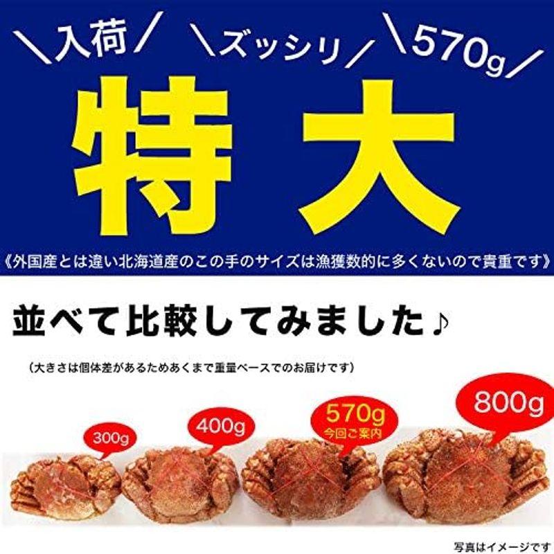 特大 毛ガニ 570g前後× 3尾 北海道産 国産［カニ味噌 毛蟹 ボイル みそ かに カニ 蟹 毛がに kegani けがに kani c