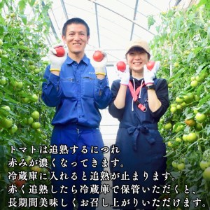 《訳あり》 スーパーフルーツトマト 大箱 約2.6kg×2箱  糖度9度以上 トマト とまと 野菜 [BC039sa]