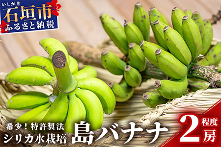 希少！特許製法で作るシリカ水で栽培する特別な「島バナナ」OI-6 