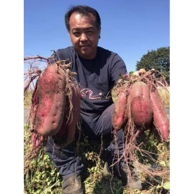 ふるさと納税 錦町 あぐり税所の「からいも」紅はるか5kg