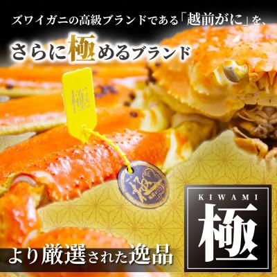 ふるさと納税 越前町 ≪浜茹で≫ 越前がに 極 × 1杯