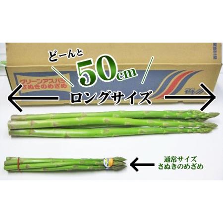 ふるさと納税 極太アスパラガス50cm ロングサイズ 5本 香川県東かがわ市