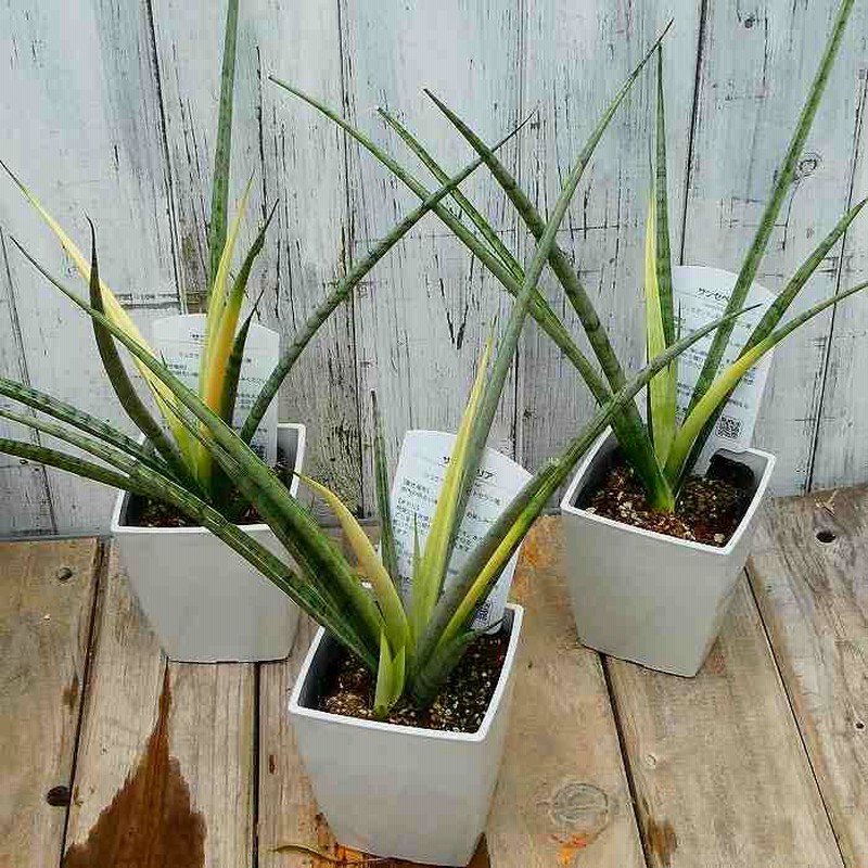Yahoo!オークション - サンスベリア・バードビーク Sansevieria