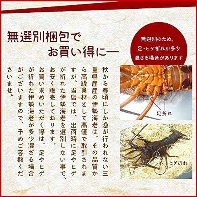 三重県産 伊勢海老 詰合せ ５尾で約２ｋｇ 刺身用 瞬間 冷凍 伊勢エビ