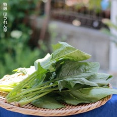 いわき浜の野菜セット(いわき市産の野菜詰め合わせセット)