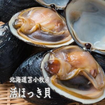 ホッキ貝 ほっき貝 活北寄貝 北海道産 送料無料 ２kg ６〜８玉