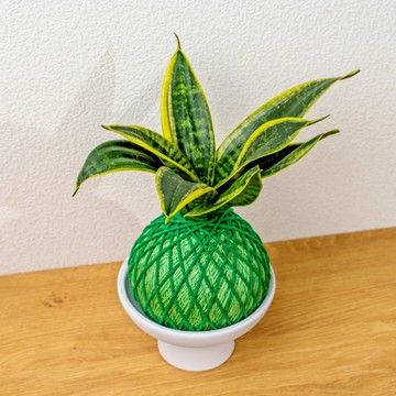 苔球植物 美葉虎尾蘭嫩綠苔球加磨砂高腳缽 苔球 苔玉 禮物