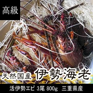 活伊勢海老　3尾　800ｇ　三重県産　高級[活伊勢海老]