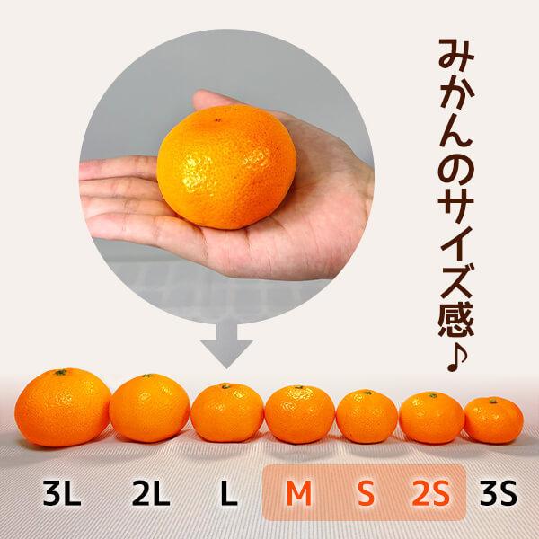 みかん めっちゃうまいんじゃ 木箱入 5kg みかんの会厳選 特選品 M S 2S サイズのいずれか 和歌山県産 産地直送 S品 贈答用 