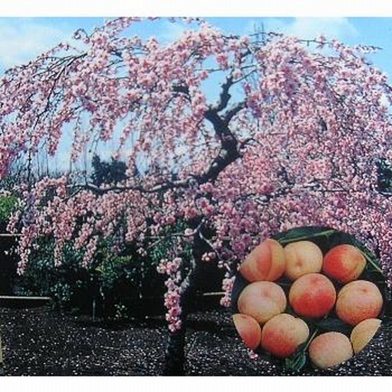 桃の苗木 6寸鉢植え 照手水蜜桃：果樹苗 テルテスイミツモモ