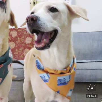 腿庫力量寵物領巾-心痛系列_吉清摳 台灣製 寵物小孩親子裝