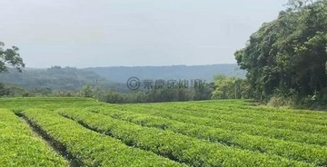 近渴望園區北坑段優美景觀賺錢茶園｜桃園市龍潭區北坑段