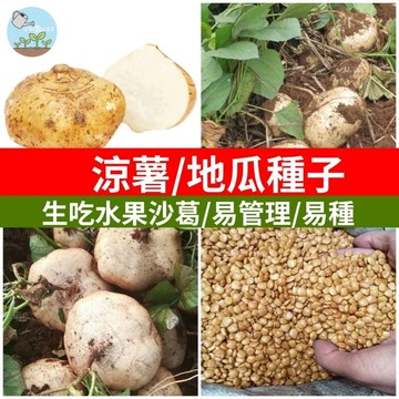 涼薯種子 豆薯種子 刈薯種子 牧馬山地瓜種子 涼薯豆 生食涼薯 脆甜涼薯 台灣本土種子 家庭菜園種子 陽台盆栽種子
