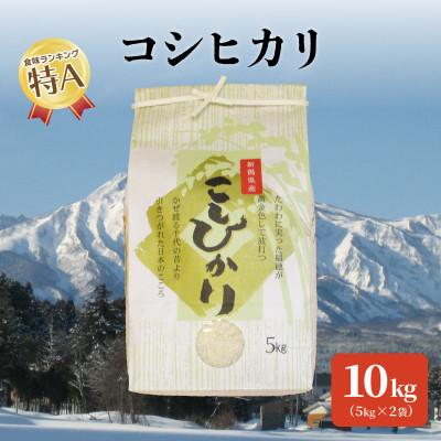 ふるさと納税 上越市 標高200mで育てた棚田米|令和5年産・新潟県上越産・従来種コシヒカリ精米10kg(5kg×2袋)