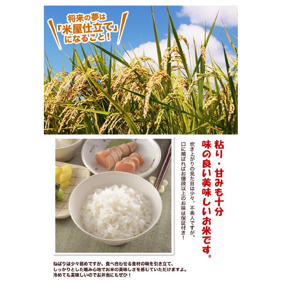 【数量限定販売&プレゼント付き】令和2年産 コスパ米 生活応援米 24kg お米米/穀物