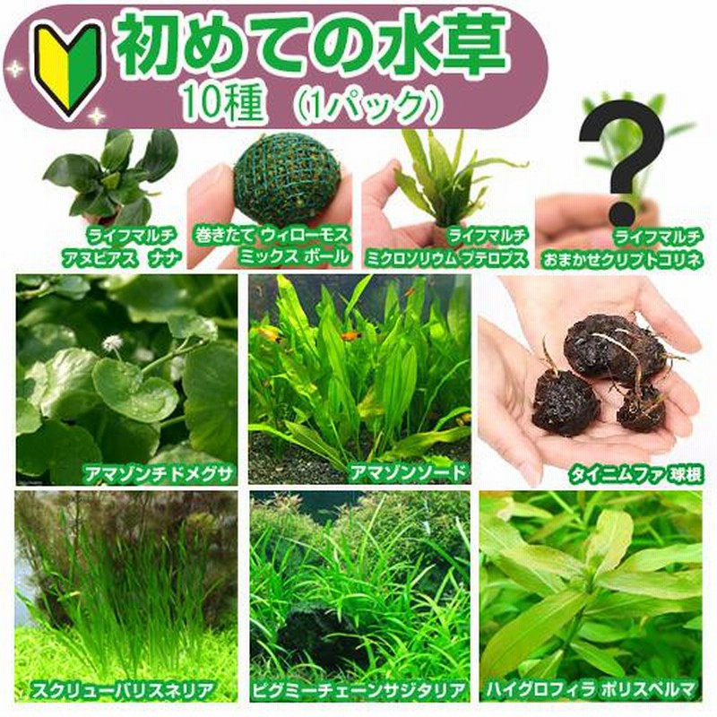 最新発見 水草 おまかせバリスネリア 2種×5本セット 無農薬 計10本 バリスネリア スピラリス 約10~20cm 5本 完全無農薬