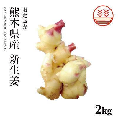 新生姜 2kg 熊本県産 無農薬随時発送