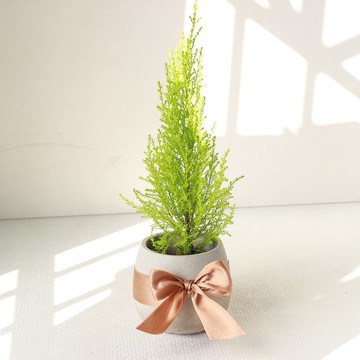植栽 盆栽 l 香冠柏聖誕樹 百搭胖U水泥盆  福氣聚財 散光