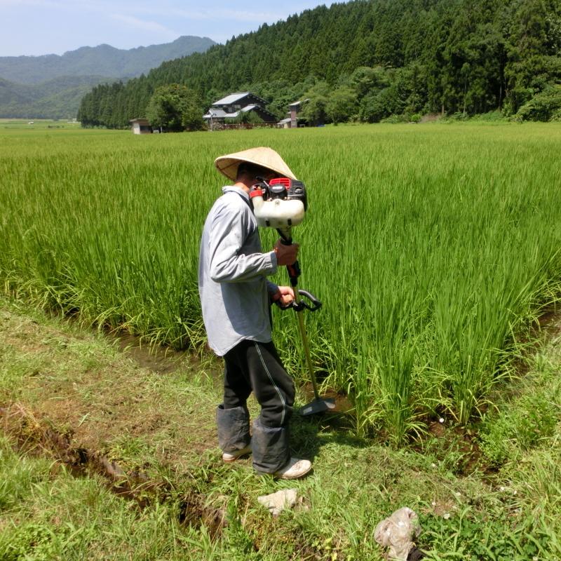 長寿祝に 希少米 新潟県産 コシヒカリ 4kg ありがとうの感謝を込めて お米 白米 新潟のお米 産地限定 送料無料