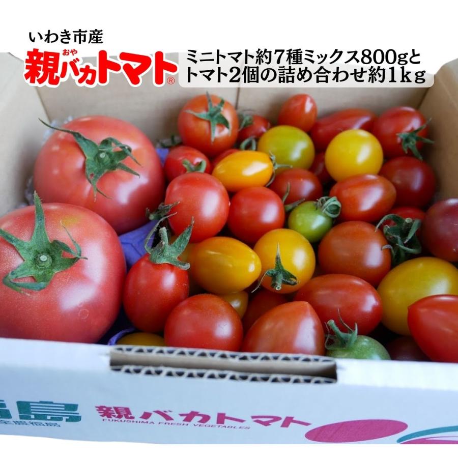 [予約 5以降お届け]親バカトマト2個とミニトマト800gの詰め合わせ 約1kg  選べるミニ  いわき市産 助川農園 農園直送 ギフト