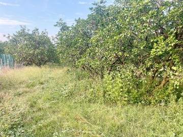 麻豆近安業國小柚園農地(精選物件，強力推薦)｜台南市麻豆區安東段