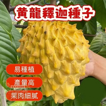 熱銷 🍃   （黄龍釋迦種子）當季新籽 發芽率高 新手好種易活 產量高 香甜可口 營養豐富 陽台庭院盆栽#超優惠