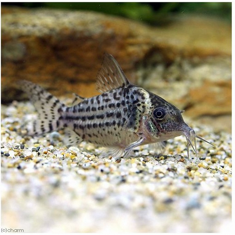 熱帯魚 コリドラス アガシジィ プルス ワイルド １匹 北海道航空便要保温 通販 Lineポイント最大0 5 Get Lineショッピング