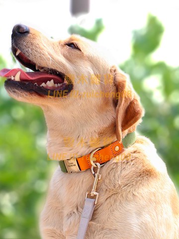 狗狗項圈泰迪小型犬狗圈刻字防丟中大型犬頸圈牽引繩子寵物狗脖圈【雲木雜貨】