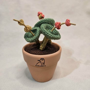 傘型青鎖龍 小酒杯-手作編織植物