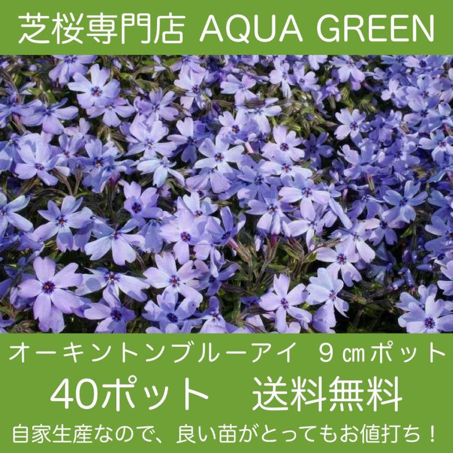 芝桜（シバザクラ）40株セット オーキントンブルーアイ 送料無料 