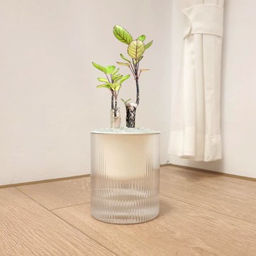 植栽 室內盆栽 虹玉福祿桐 吸水盆栽