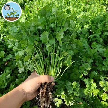 【三天速生】台灣香菜種子 爬藤耐熱四季可種 稀有蔬菜品種 家庭陽台菜園 自種有機香草 快收成盆栽 室內外皆宜 種植簡單