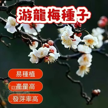 🌱精選種子 游龍梅種子 梅花種子 台灣現貨現發  易種植 花卉種子  發芽率高 庭院盆栽 耐寒 觀賞花卉