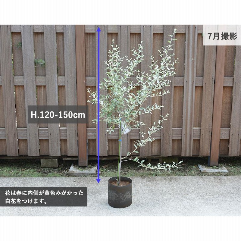 ロシアンオリーブ 古木 極太 幹太 シンボルツリー 植木 (楽天 ロシアンオリーブ 古木 極太 幹太 シンボルツリー 植木 (楽天