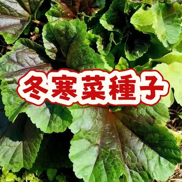 神秘冬季綠寶石！臺灣限定耐寒冬寒菜種子，窈窕幼苗宛如翡翠舞裙，專屬冷季的魔法蔬菜，輕鬆豐收點亮餐桌！