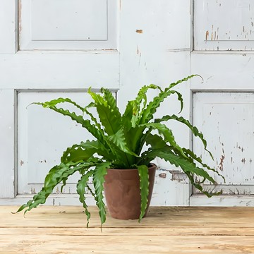 ARTSTONE Dolce 系列 花盆  M(27cm x 25cm)  褐色  1個