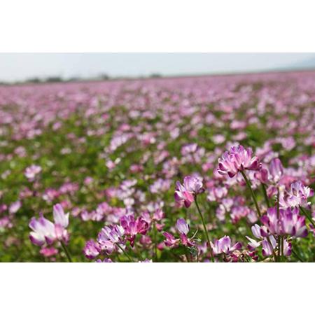 ふるさと納税 昔ながらの有機れんげ栽培 小郡産 「恋華米」2kg 福岡県小郡市