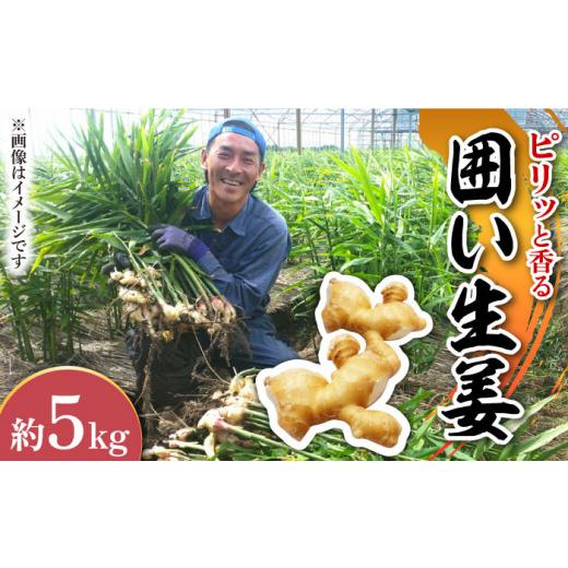 ふるさと納税 長崎県 南島原市 囲い生姜 約 5kg ／ ショウガ 南島原市 ／ ふくはちファーム／福島農園 [SBS013]